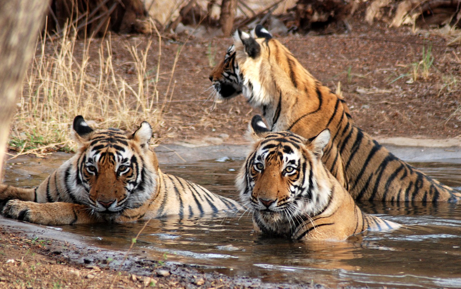 jim Corbett